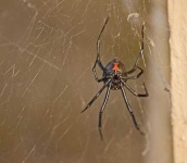 image of black_widow