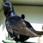 image of bird