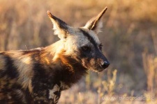 image of african_hunting_dog