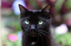 image of animal