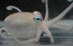 image of octopus
