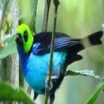 image of bird