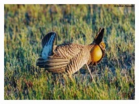 image of prairie_chicken