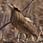 image of bird