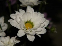 image of daisy