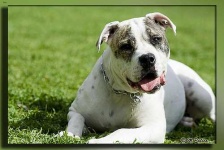 image of animal