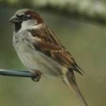 image of bird