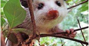 image of possum #40