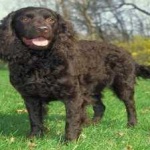 image of animal