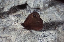 image of ringlet