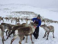 image of reindeer #35