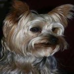 image of animal