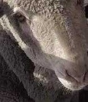 image of animal