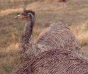 image of emu