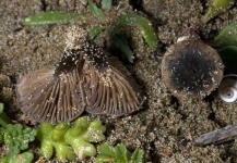 image of mushrooms