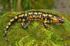 image of european_fire_salamander