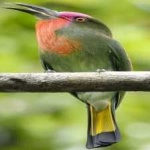 image of bird