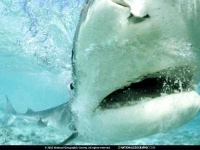 image of tiger_shark