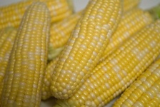 image of corn #0