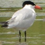 image of bird