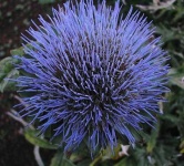 image of artichoke_flower #14