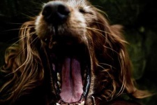 image of irish_setter #33