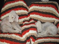 image of bedlington_terrier