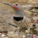image of bird