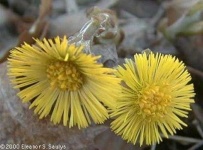image of flower