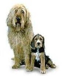 image of otterhound
