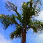 image of palm_tree #24