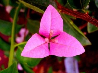 image of flower