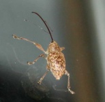 image of weevil