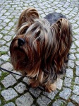 image of silky_terrier #13
