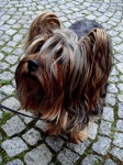 image of silky_terrier