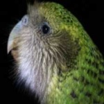 image of bird