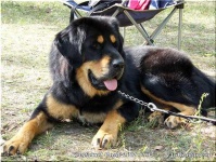 image of tibetan_mastiff #16