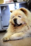 image of chow