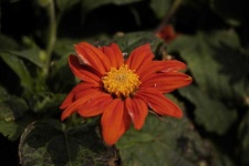 image of flower