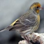 image of bird