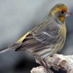 image of house_finch #8