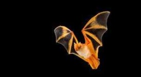 image of animal