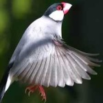 image of bird