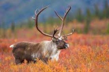image of animal
