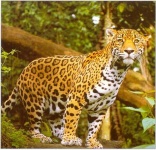 image of jaguar_car