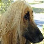 image of animal