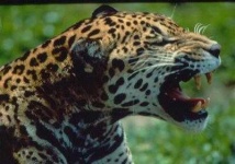 image of jaguar_car