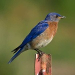image of bluebird
