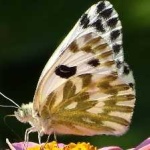image of animal
