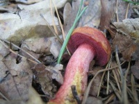 image of mushrooms